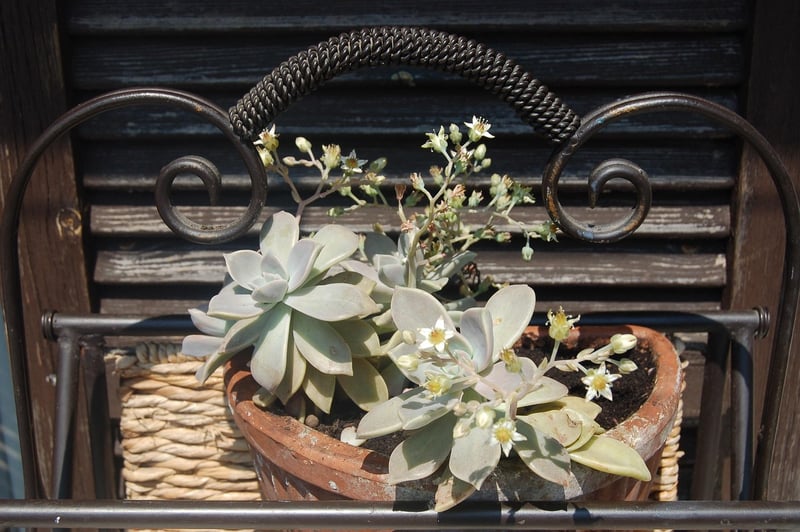Ghost Plant